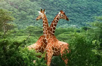 Giraffe Numbers and Their Spiritual Meanings