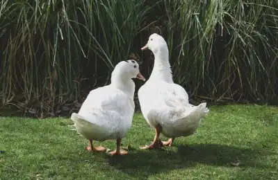Is It Good or Bad Luck to See a Duck?