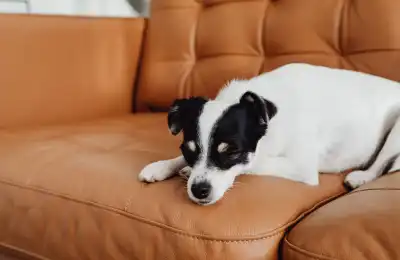 Image of a dog sleeping