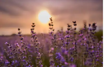 Lavender