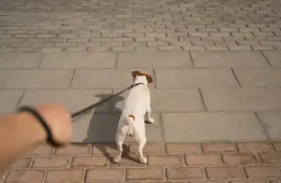 Do Dogs Grow Out of Lead Pulling?