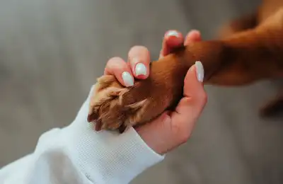 How to Teach a Dog to Paw