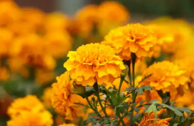 orange marigold flowers