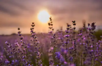 Lavender