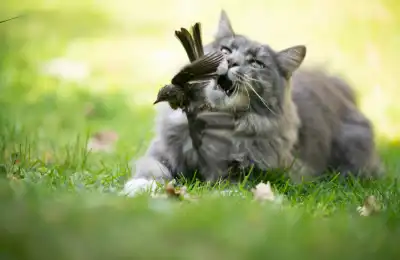 cat hunting bird