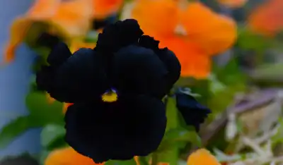 Black Pansy