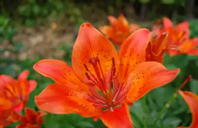 orange tiger lily flowers