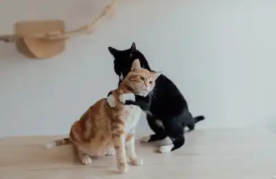 bonded cats playing together