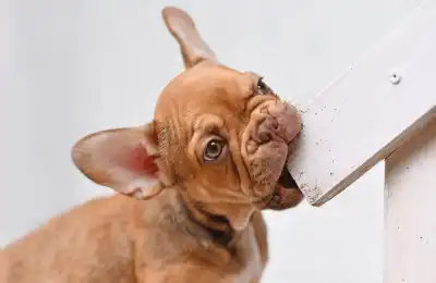 Velcro Dog vs Separation Anxiety: What's the Difference?