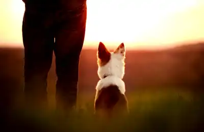 How to Stop a Dog Jumping Up at People