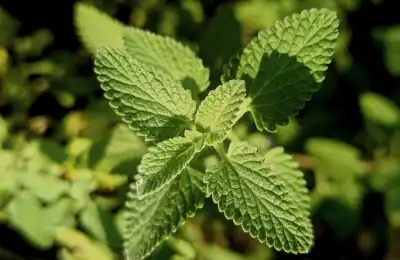How to Give a Cat Catnip Safely