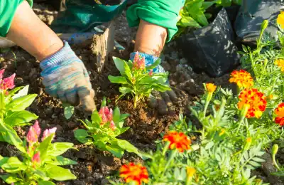 person planting flowers in soil