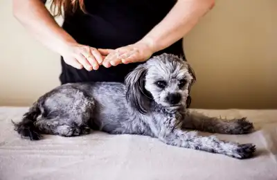 Animal Reiki and Specialist Rates