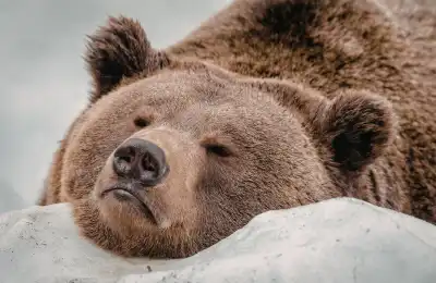 bear lying asleep