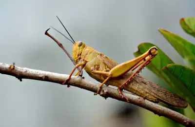 Grasshopper Colour Meanings