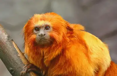 Monkey Colours and Their Spiritual Meanings
