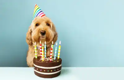 What Age Should a Dog Learn to Sit?