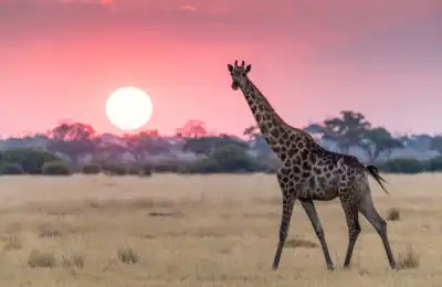 Giraffes in Different Cultures