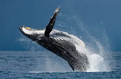How to Know if a Whale is Your Spirit Animal