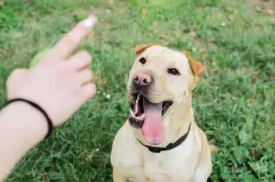 Using Hand Signals for Sit Commands