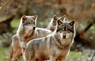 What Does a Wolf Tattoo Symbolise?