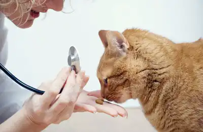 orange cat being given treat at the vet