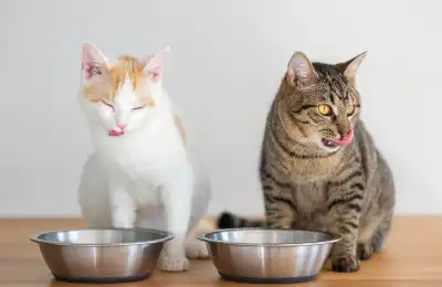 Two cats being fed together