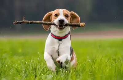 Beagle dog in a field with a stick in its mouth.