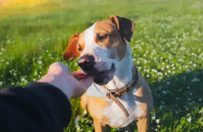 How to Stop Your Puppy Barking at Other Dogs