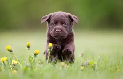 What Age Are Puppies Most Bitey?