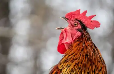 The Five Elements and the Rooster Sign