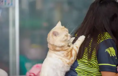 cat obsessed with human hair