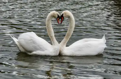 sawns making a love heart