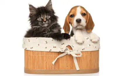 Beagle and cat