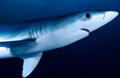 Shark Colours and Their Spiritual Meanings