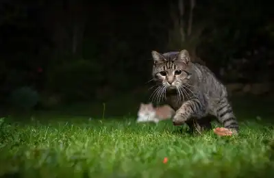 Brown cat hunting outside