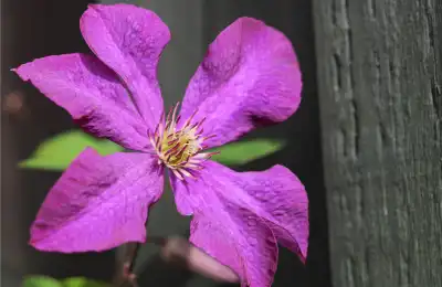 purple Clematis flowers