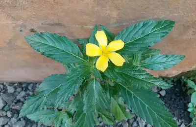 Damiana