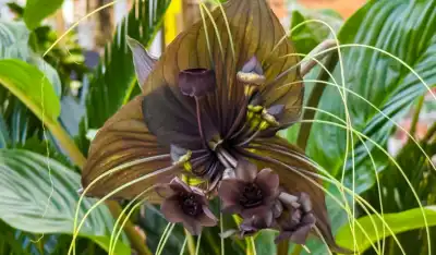 Black Bat Flower