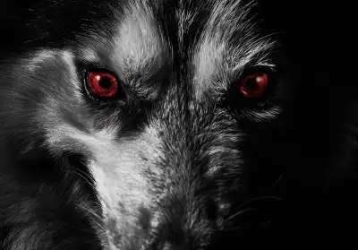 The Black Dog of Annwn – A Welsh Omen of Death