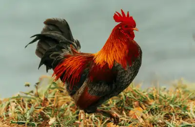 What Does Seeing a Rooster Mean?