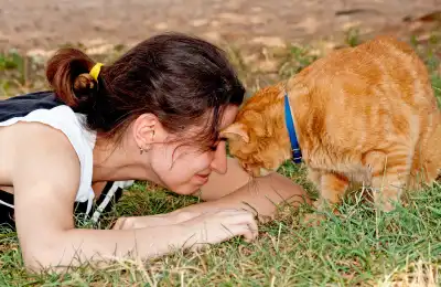 cat butting heads with human