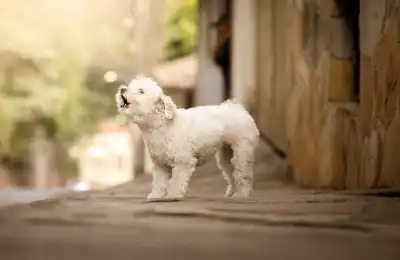 Image of a dog barking.