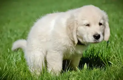 How to House Train a Puppy