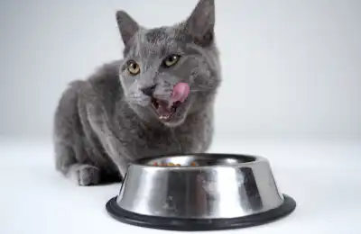 grey cat eating from food bowl
