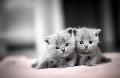 At What Age Do Cats Become a Bonded Pair