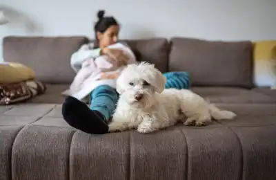 A dog's protective instincts