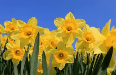 yellow daffodils blue sky