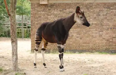 What Is an Okapi