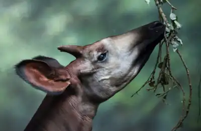 okipi eating
